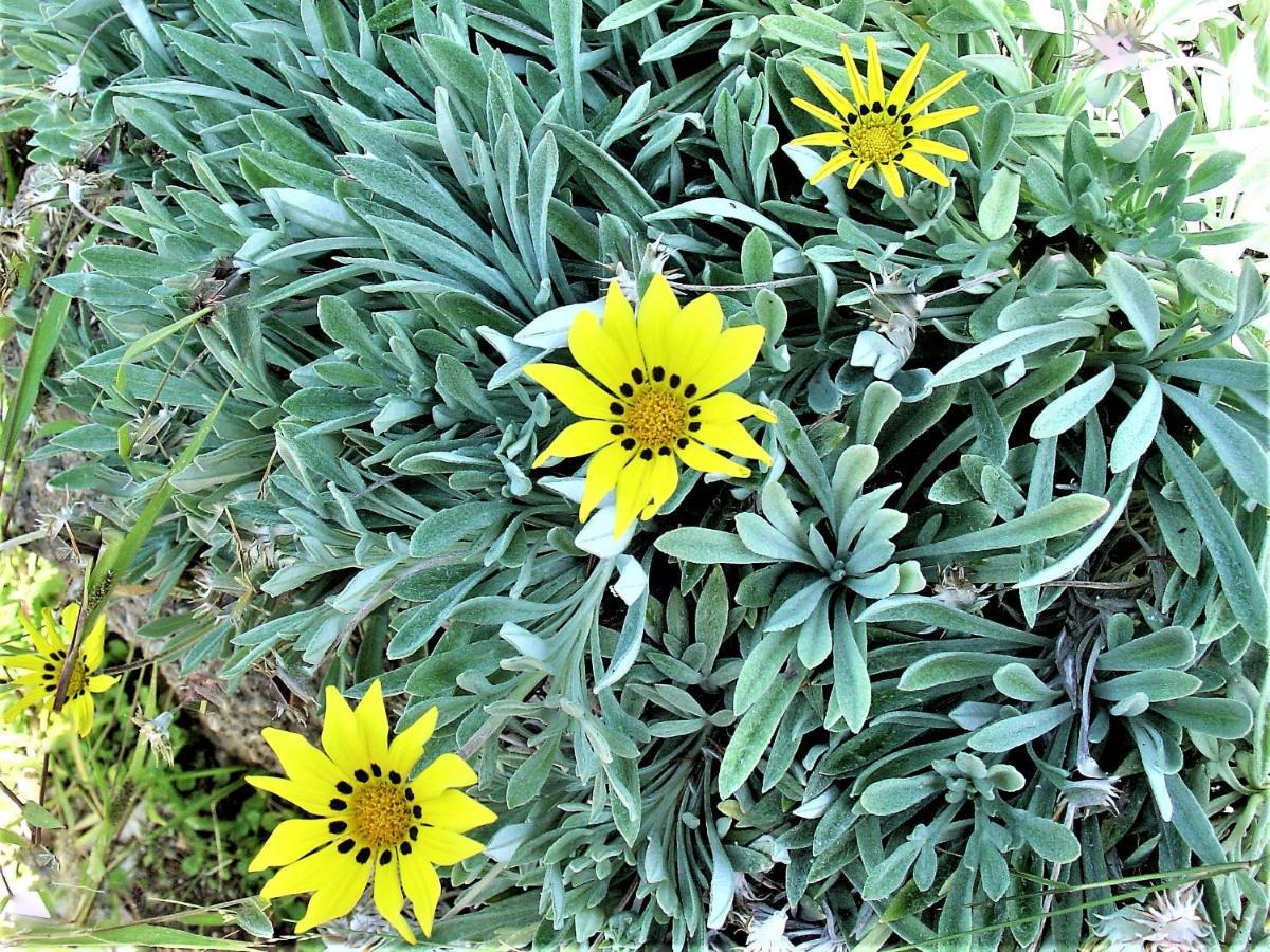 Ampelos Estate Akrata Luaran gambar