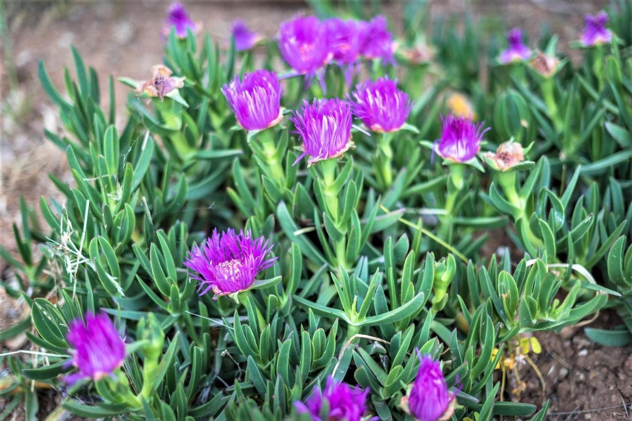 Ampelos Estate Akrata Luaran gambar