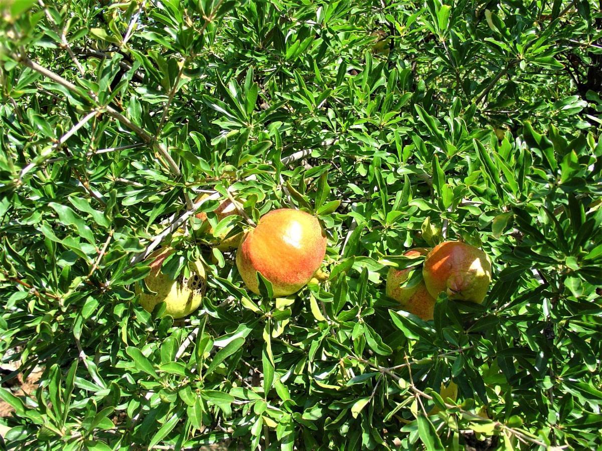 Ampelos Estate Akrata Luaran gambar