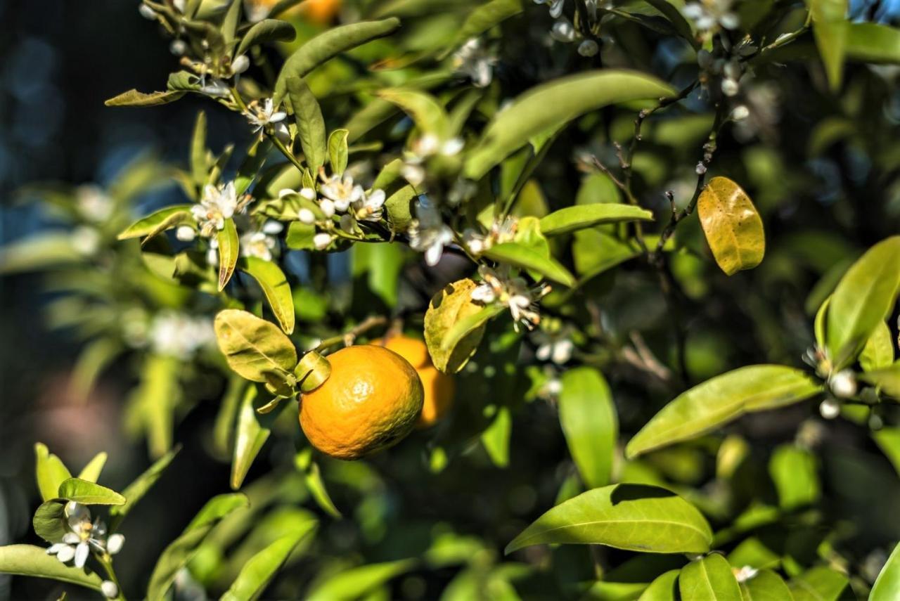 Ampelos Estate Akrata Luaran gambar